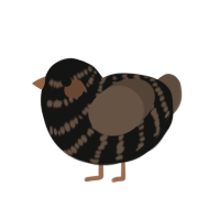 (unnamed), a black and bark chicken with a bar pattern