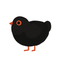 Black Hole, a black and sable chicken with a head pattern