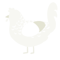 Moonlight, a white chicken with a half-lace pattern