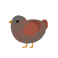 Asher, a grey and russet chicken with a lace pattern