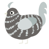 A grey and silver chicken with a bar pattern
