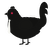 A black chicken with a half-lace pattern