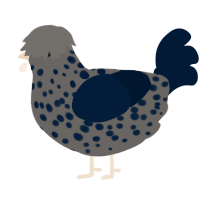 Anthracite, a grey and tumblr chicken with a speckle pattern