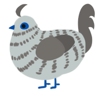 Silver, a silver and grey chicken with a bar pattern