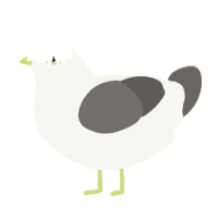 Dove, a white and grey chicken