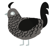 ina, a grey and black chicken with a lace pattern