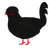 Raum, a black chicken