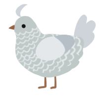 (unnamed), a silver and mist chicken with a lace pattern