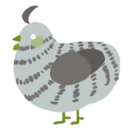 (unnamed), a silver and grey chicken with a bar pattern