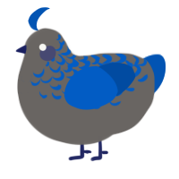 Trene, a grey and ultramarine chicken with a half-lace pattern