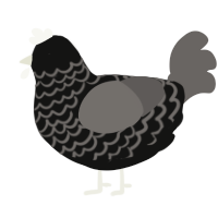 (unnamed), a black and grey chicken with a lace pattern