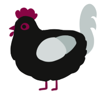 Squop, a black and silver chicken