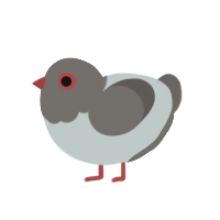 Pidgeon, a silver and grey chicken with a head pattern