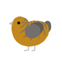Ares, a ochre and grey chicken with a half-bar pattern