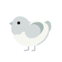 石子, a white and silver chicken with a head pattern