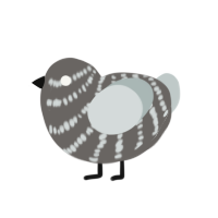 (unnamed), a grey and silver chicken with a bar pattern
