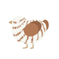 Tiramisu, a white and brown chicken with a bar pattern