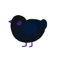 zw, a black and tumblr chicken with a lace pattern