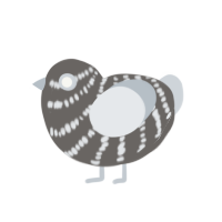 (unnamed), a grey and mist chicken with a bar pattern