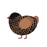 Brownie, a black and brown chicken with a lace pattern