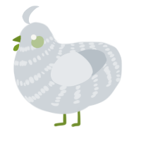 (unnamed), a mist chicken with a bar pattern