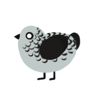 Catoptrophobia, a silver and sable chicken with a half-lace pattern