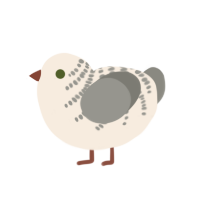 Rhine, a cream and ash chicken with a half-bar pattern