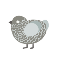 (unnamed), a ash and silver chicken with a lace pattern