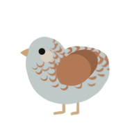 Melchior, a silver and brown chicken with a half-lace pattern