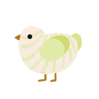 Chicory, a cream and lemon chicken with a bar pattern