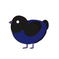 Void, a navy and sable chicken with a head pattern