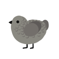 Dust, a ash and grey chicken with a half-lace pattern