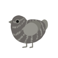 (unnamed), a grey and ash chicken with a bar pattern