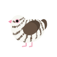 Oreo, a white and bark chicken with a bar pattern
