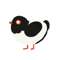 Ms Magpie, a white and sable chicken with a head pattern