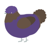 A overcast and bark chicken with a head pattern