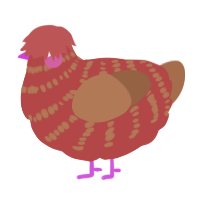 Rusty, a red and brown chicken with a bar pattern