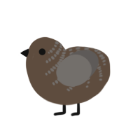Kyle, a bark and grey chicken with a half-bar pattern