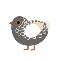 Fade, a grey and cream chicken with a half-lace pattern