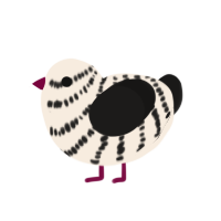 Zebra, a cream and sable chicken with a bar pattern