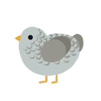 Milky Way, a silver and ash chicken with a half-lace pattern