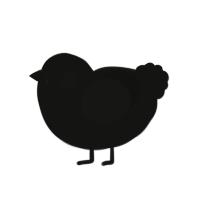 Shadow, a black chicken