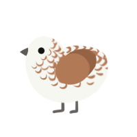 Birch, a white and brown chicken with a half-lace pattern