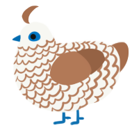 Espresso Macchiato, a white and brown chicken with a lace pattern