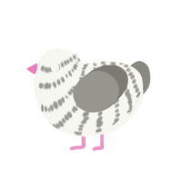(unnamed), a white and ash chicken with a bar pattern