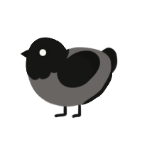 sebastien, a grey and black chicken with a head pattern