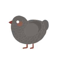 Golem, a grey chicken with a lace pattern