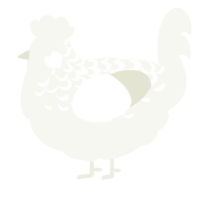 White boy, a white chicken with a half-lace pattern
