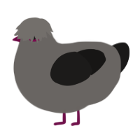 Forgery, a grey and sable chicken