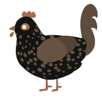 NOLA, a black and bark chicken with a speckle pattern